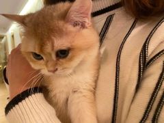 -猫腻·猫咖·撸猫馆(星光大道店)