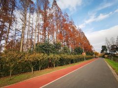 -上海长兴岛郊野公园