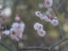 -梅花山(明孝陵内)