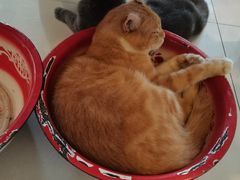 -平行世界·猫咖(首经贸店)
