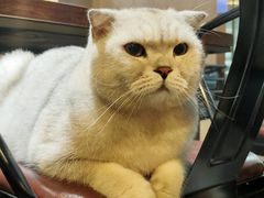 -Mr.Fox狐狸先生超级密室(南山店)