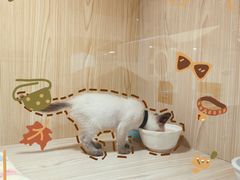 -屋虎猫馆(宝安大仟里店)