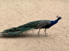 -秦皇岛野生动物园