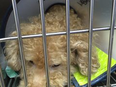 -爱侣宠医·鹦鹉专科·小型哺乳类·异宠专科(灵石路店)