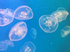 -芜湖新华联大白鲸海洋公园