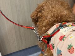 -宠物星动物医院·眼科·异宠·猫科(江南大道总院)