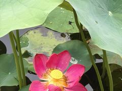 -莲花池公园