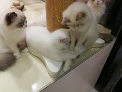 -momokira米努特·德文卷毛猫·棉花面纱犬