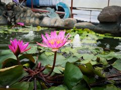 -金马仑薰衣草花园(Cameron Lavender)