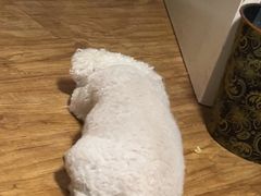 -天宠宠物医院24小时·急重症诊疗中心·全科·腔镜特色(和平分院)