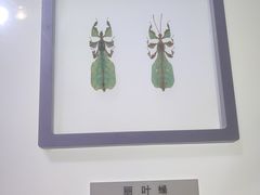 -上海昆虫博物馆