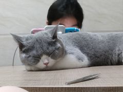 -lincat·猫舍(广州店)