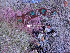 -香雪海