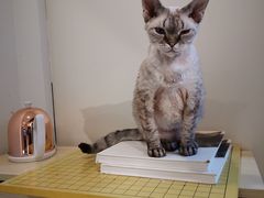 -momokira米努特·德文卷毛猫·棉花面纱犬