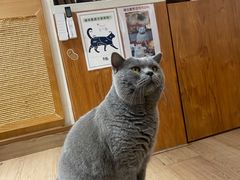-有猫主题·治愈系猫咖(曾厝垵店)