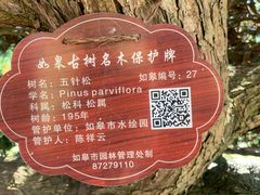 -黄海国家森林公园