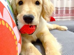 -翊宠yipet猫狗购宠庄园犬舍•猫舍