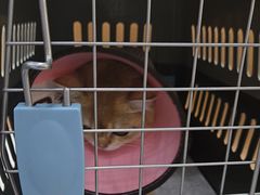 -联合动物医院(光谷诊疗中心)
