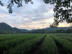 -中国茶叶博物馆(双峰馆区)