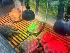 -上海大自然野生昆虫馆(东方明珠·爬宠昆虫探索中心)