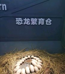 -恐龙探索乐园(磁器口店)