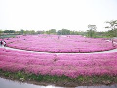 -花开海上生态园