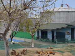 -西霞口神雕山野生动物世界