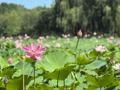 -东郊湿地公园