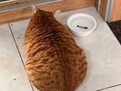 -瑞鹏宠物医院·骨科·猫科·内科(第一中心)