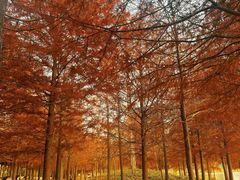 -上海海湾国家森林公园