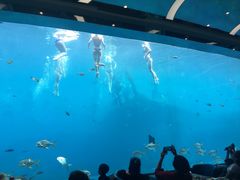 -瑞德姆美人鱼海底演艺主题餐厅(亚龙湾店)