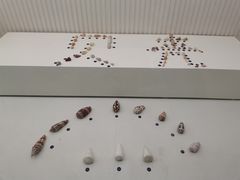 -青岛贝壳博物馆