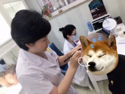 -大麦微针植发丨全国连锁