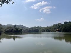 -深圳仙湖植物园