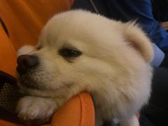 -天河体育中心游泳馆