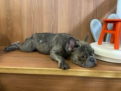 -柯斗斗主题餐厅·狗咖·围炉煮茶·茶饮(国瑞升平里店)