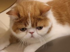 -飞行喵MR PILOT|猫舍·猫咖(静安大融城店)