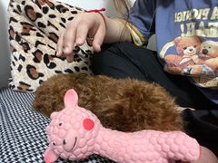 -翊宠yipet猫狗购宠庄园犬舍•猫舍