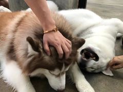 -TrueLove @ Neverland (Husky Cafe)