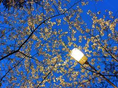 -武汉大学-樱园