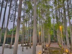 -桉树林A coffee 森林餐厅(三圣乡店)