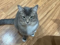 -MOCHA明星猫咖(田子坊店)