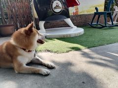 -柴犬高等学院·狗咖·柴犬售卖·宠物训练