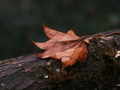 -龙苍沟森林公园