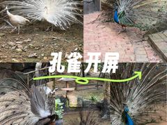 -泉州海丝野生动物世界