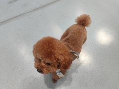 -瑞鹏宠物医院·爱宠堂·骨外专科(西荷分院)