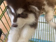 -Let's go狗咖·猫咖·奶狗·桌游(春熙路IFS店)