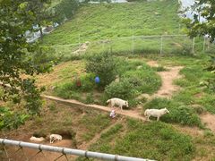 -西霞口神雕山野生动物世界