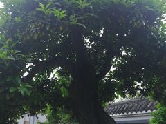 -老幺泉水鸡