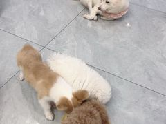 -柴犬小屋·柴餐厅·狗咖食堂(金鼎广场店)